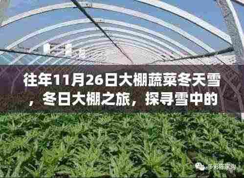 冬日大棚探秘,雪中蔬菜的奇迹与内心宁静之旅