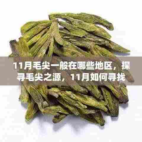 探寻毛尖之源,揭秘11月最佳毛尖产地之旅