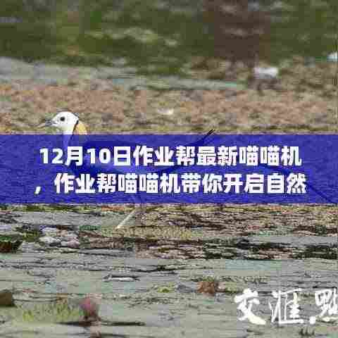 作业帮喵喵机带你开启自然秘境之旅，最新产品带你寻找内心的平和与宁静（12月10日）