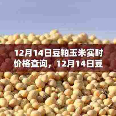 12月14日豆粕玉米价格实时更新,与自然美景共舞,探寻内心宁静之道