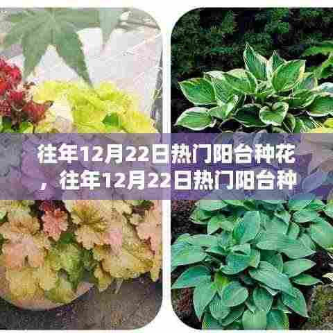 往年12月22日阳台种花热潮,全面评测、特性体验、用户群体深度剖析与对比分析