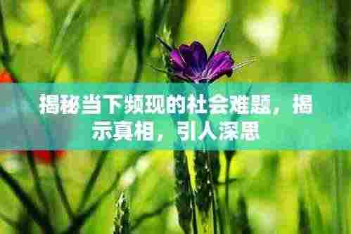 揭秘当下频现的社会难题，揭示真相，引人深思