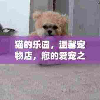 猫的乐园,温馨宠物店,您的爱宠之家