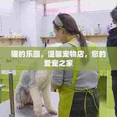 猫的乐园,温馨宠物店,您的爱宠之家
