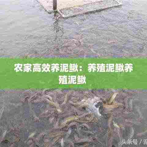 农家高效养泥鳅:养殖泥鳅养殖泥鳅