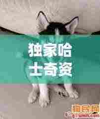 独家哈士奇资源网:哈士奇资源网搜索功能