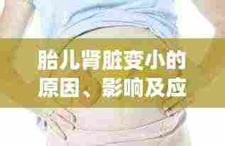 胎儿肾脏变小的原因、影响及应对策略
