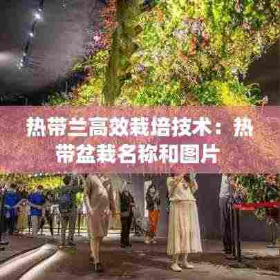 热带兰高效栽培技术：热带盆栽名称和图片 