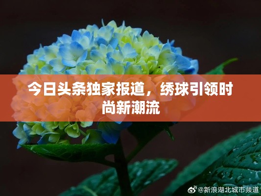 今日头条独家报道，绣球引领时尚新潮流