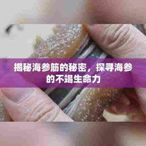 揭秘海参筋的秘密,探寻海参的不竭生命力